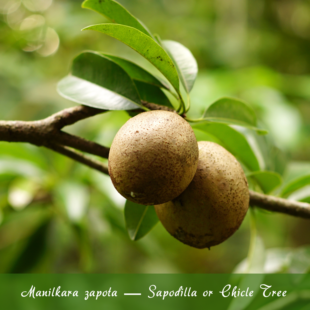 Manilkara zapota — Sapodilla or Chicle Tree