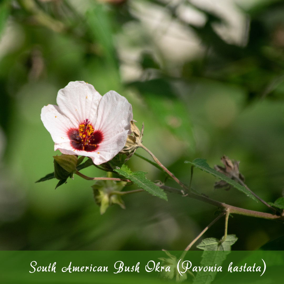 South American Bush Okra (Pavonia hastata)