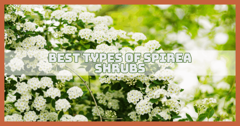 Best Types Of Spirea Shrubs For Easy Gardening
