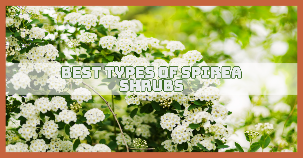 Best Types Of Spirea Shrubs For Easy Gardening