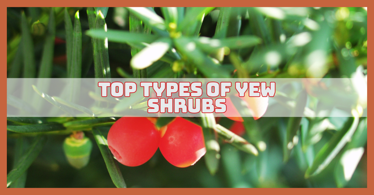 Best Types Of Yew Shrubs That Will Transform Your Garden