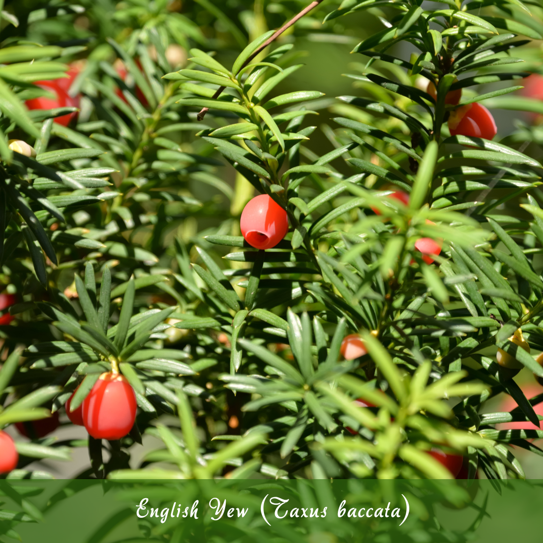 English Yew (Taxus baccata)