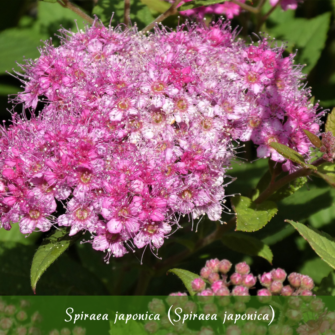 Japanese Spiraea (Spiraea japonica)