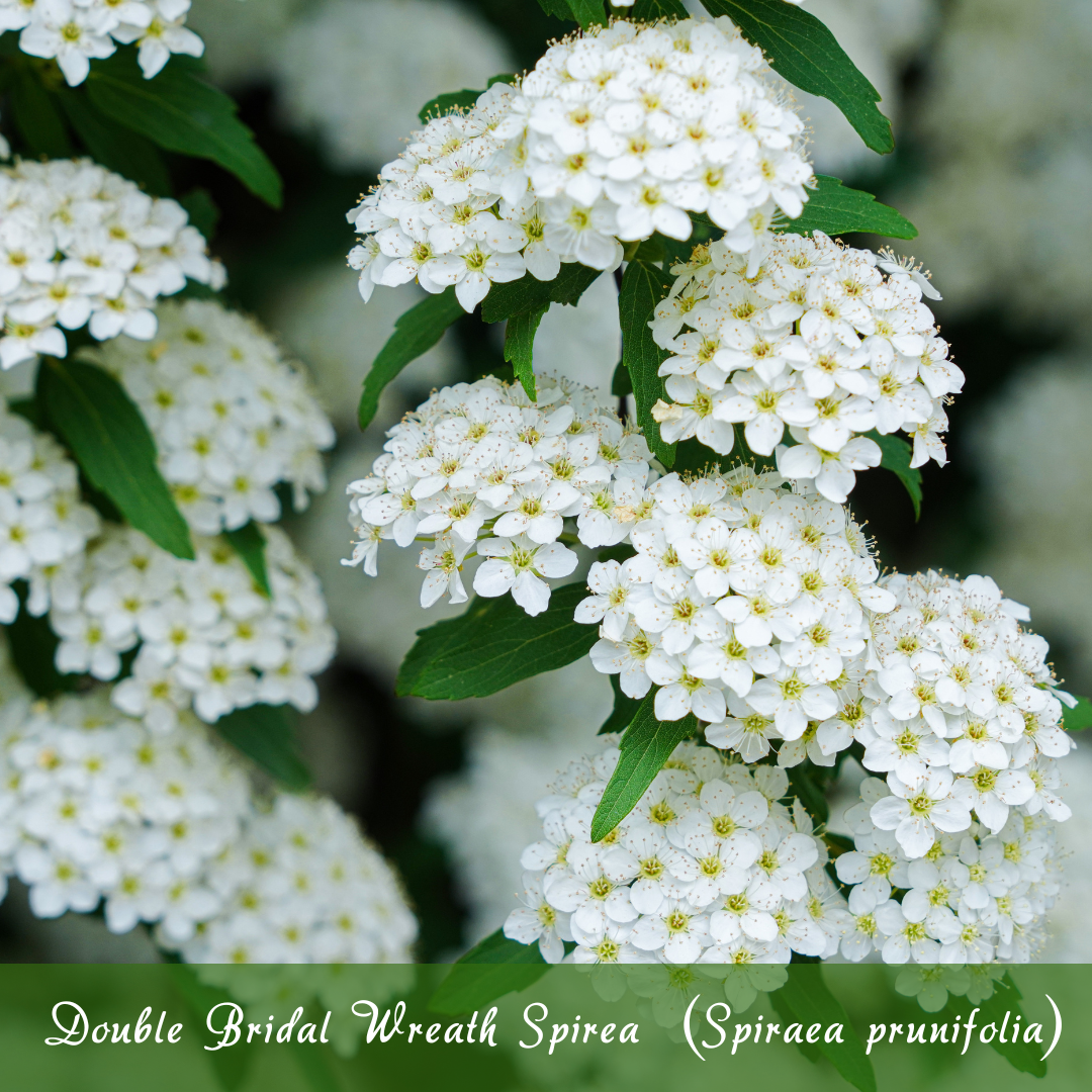 Double Bridal Wreath Spirea (Spiraea prunifolia)