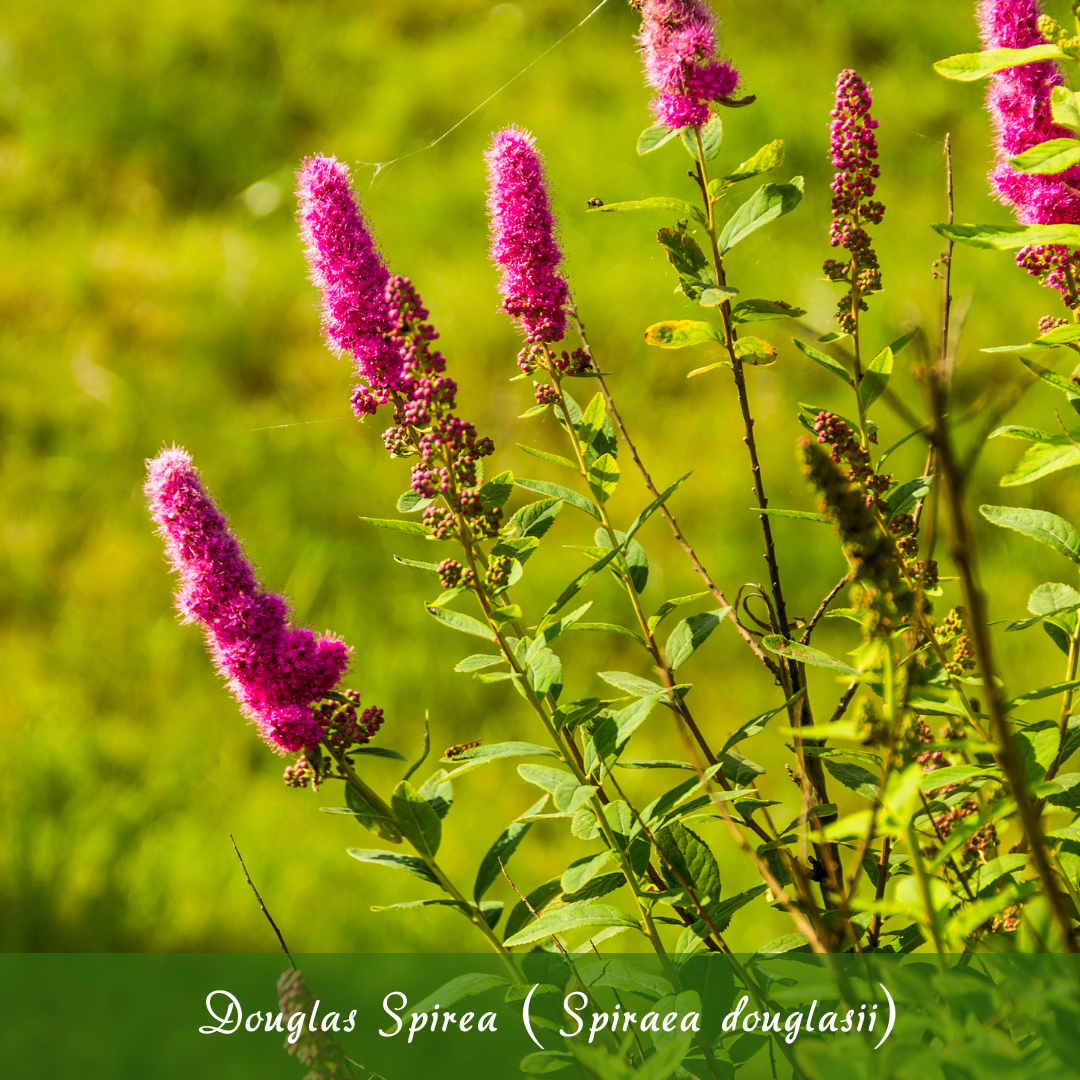 Douglas Spirea (Spiraea douglasii)