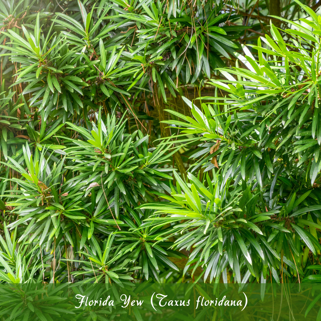 Florida Yew (Taxus floridana)