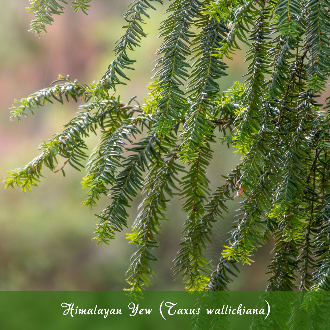 Himalayan Yew (Taxus wallichiana)