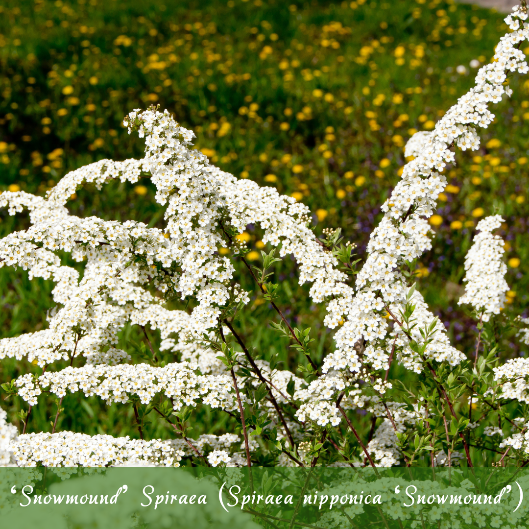 Snowmound Spiraea (Spiraea nipponica 'Snowmound)
