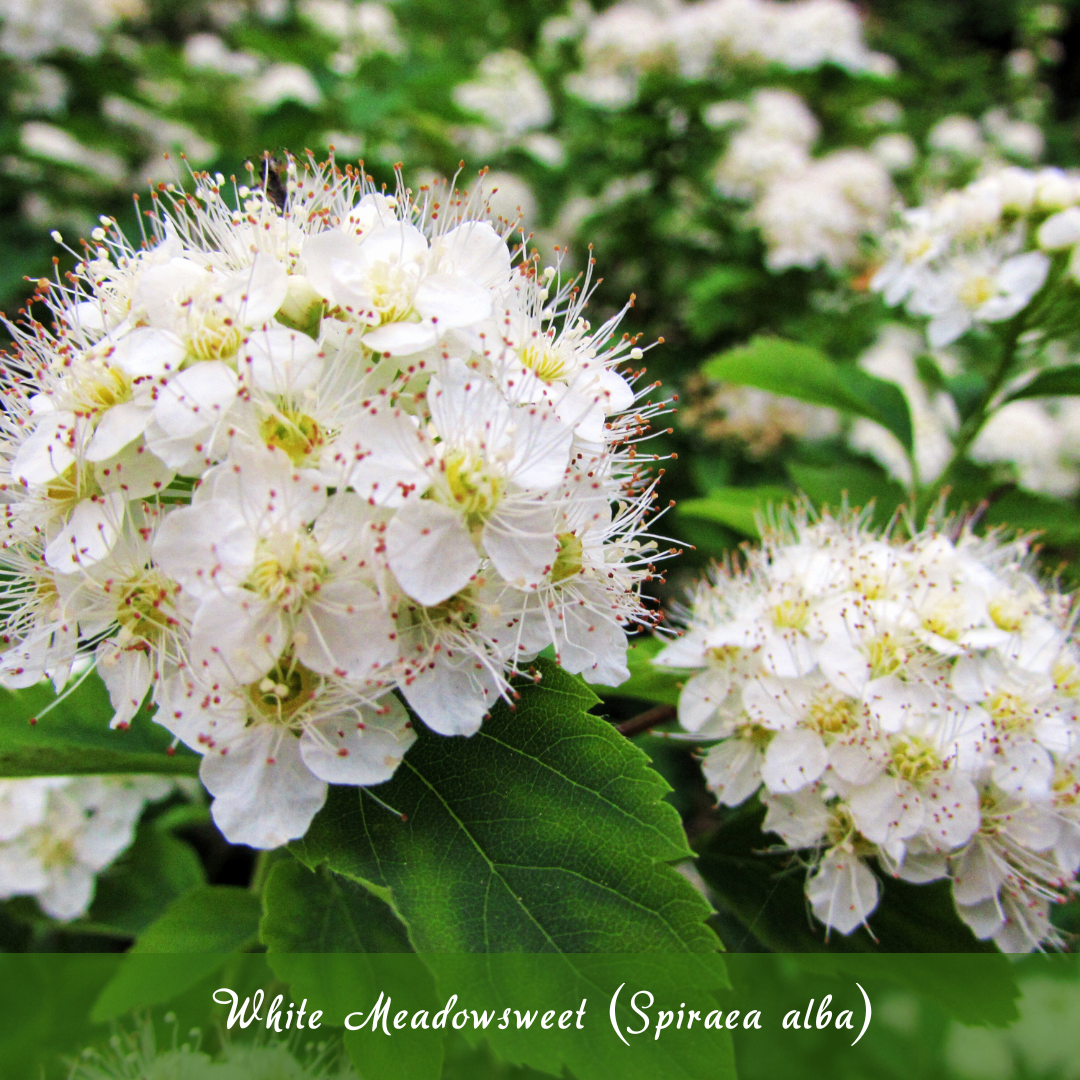 White Meadowsweet (Spiraea alba)
