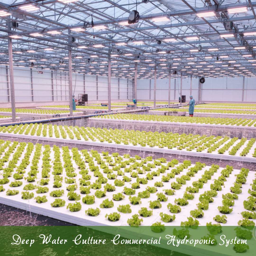 Deep Water Culture (DWC) Commercial Hydroponic System