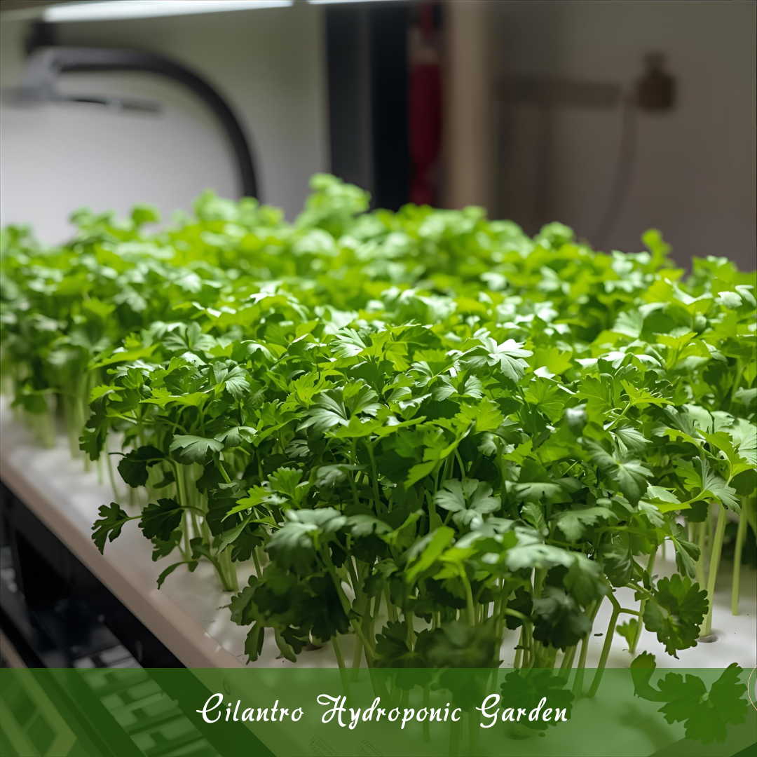 Cilantro Hydroponic Garden