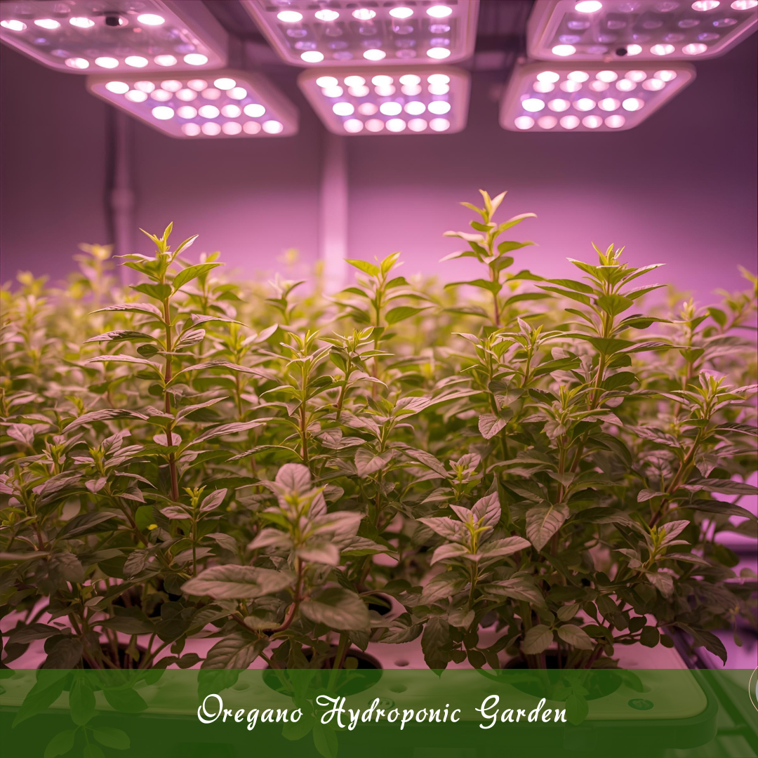 Oregano Hydroponic Garden