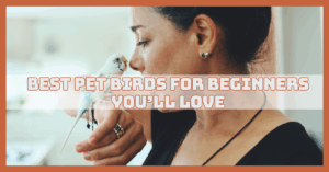 Best Pet Birds For Beginners You Will Love