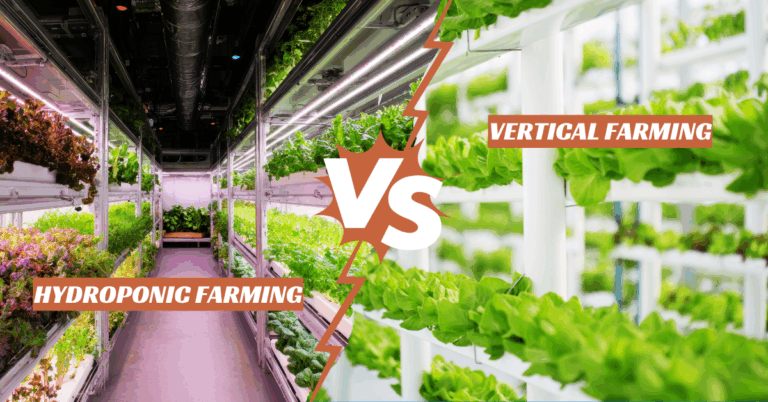 Hydroponic Farming vs Vertical Farming