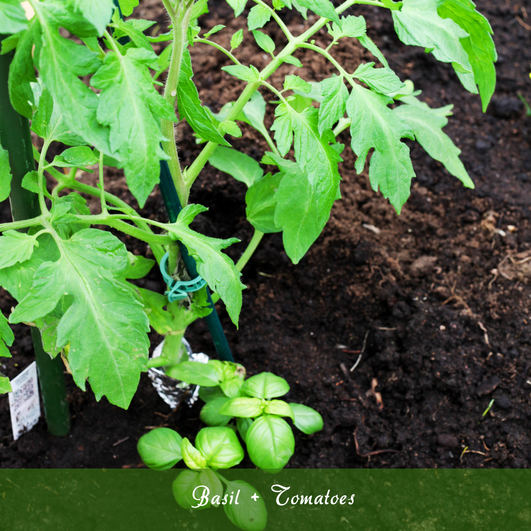 Basil + Tomatoes Basil + Tomatoes