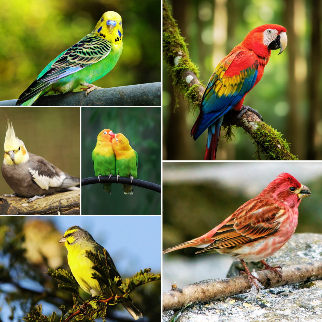 Budgerigar (Budgie) | Cockatiel | Lovebirds | Parrotlet | Canary | Finch