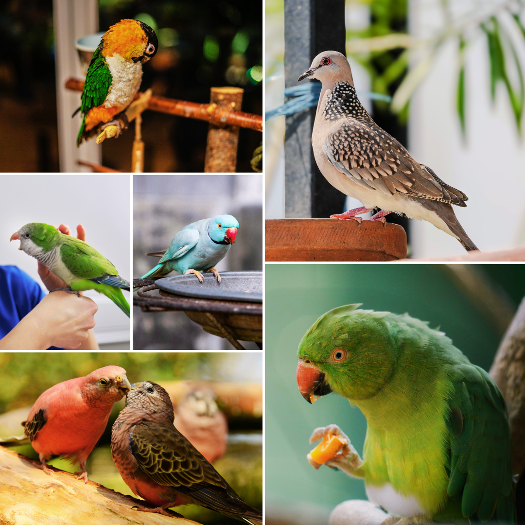 Green-Cheeked Conure | Dove | Monk Parakeet | Pionus Parrot | Bourke’s Parakeet | Lineolated Parakeet