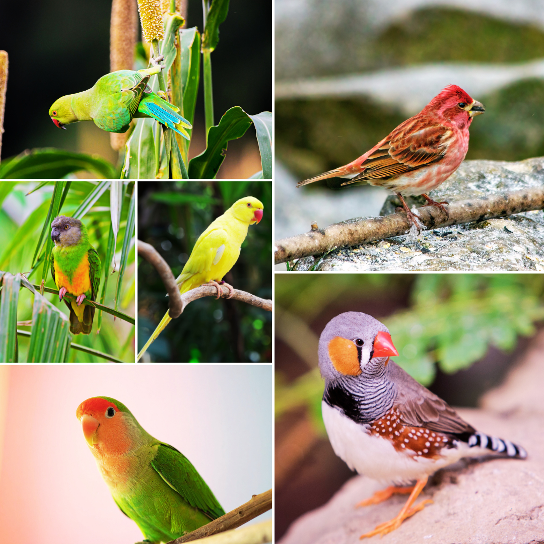 Meyer's Parrot | Senegal Parrot | Indian Ringneck Parakeet | Peach-Faced Lovebird | Zebra Finch | Society Finch