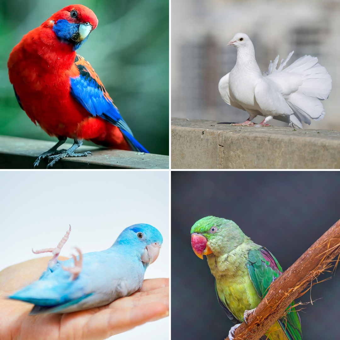 Crimson Rosella | Alexandrine Parakeet | Pacific Parrotlet | White Dove