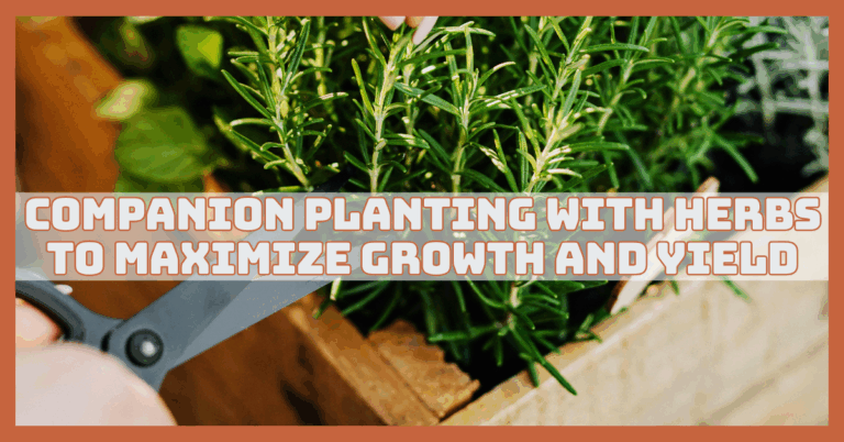 Companion Planting With Herbs To Maximize Growth And Yield