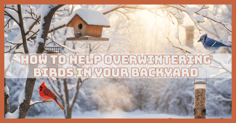 How To Help Overwintering Birds In Your Backyard