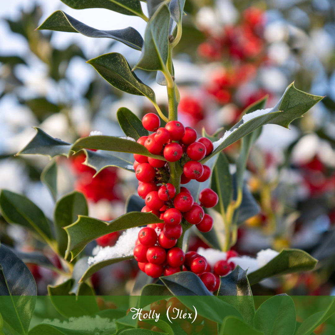 Holly (Ilex)