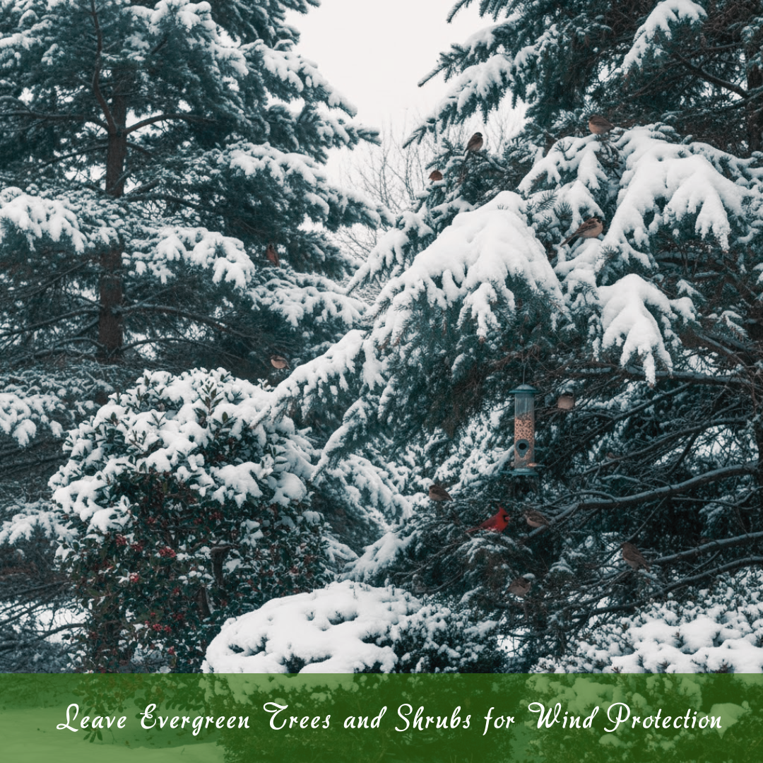 Leave Evergreen Trees And Shrubs For Wind Protection