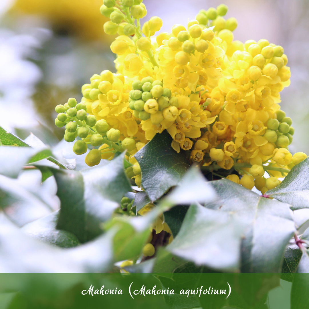 Mahonia (Mahonia aquifolium)