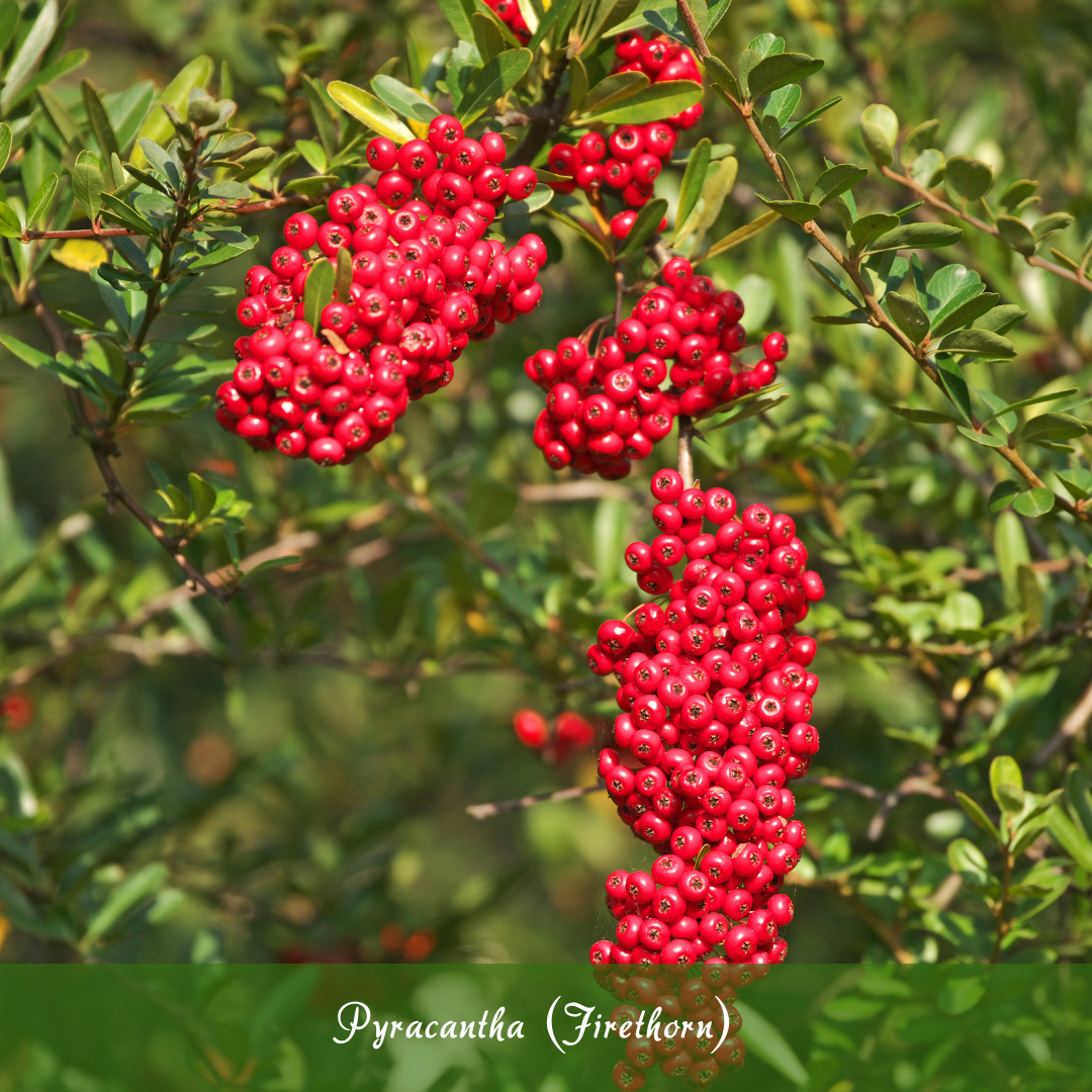 Pyracantha (Firethorn)