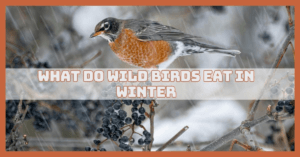 What Do Wild Birds Eat In Winter?