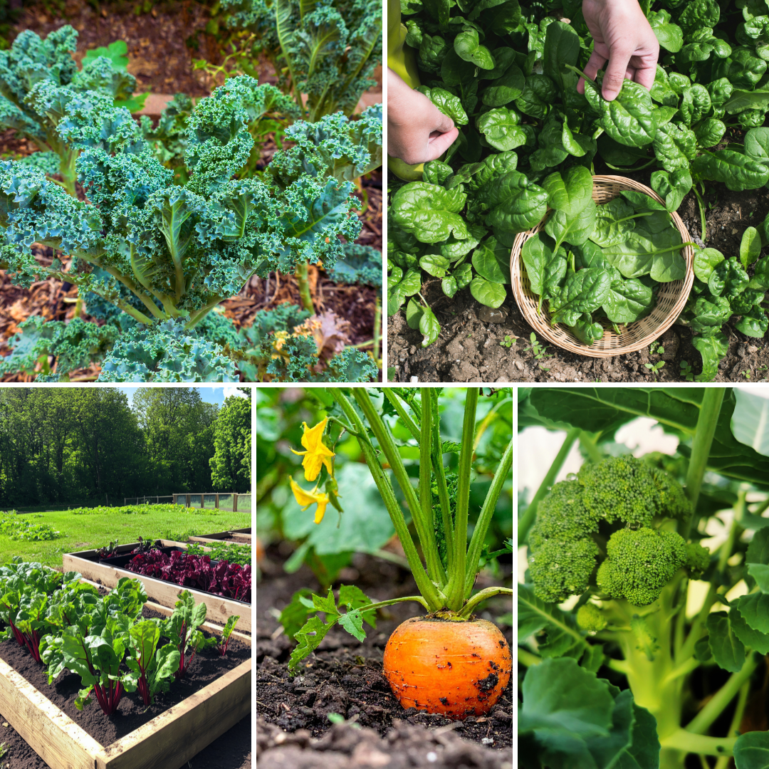 Kale - Spinach - Swiss Chard - Carrots - Broccoli