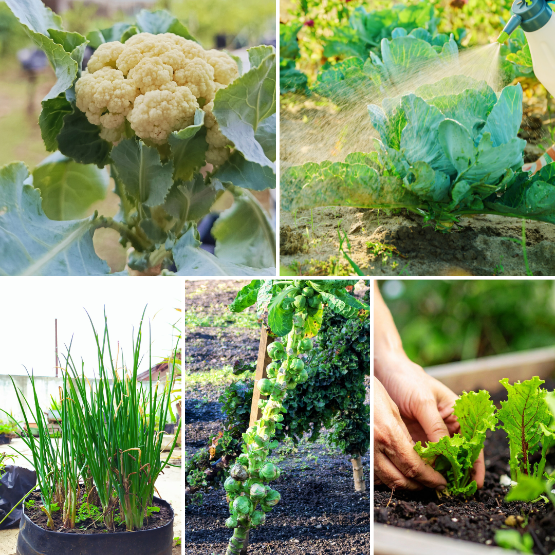 Cauliflower - Cabbage - Leeks - Brussel Sprouts - Lettuce