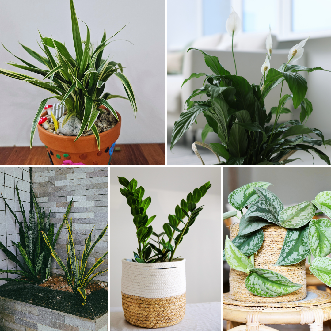 Top Indoor Plants That Thrive in Winter: Spider Plant - Peace Lily - Snake Plant - ZZ Plant - Pothos