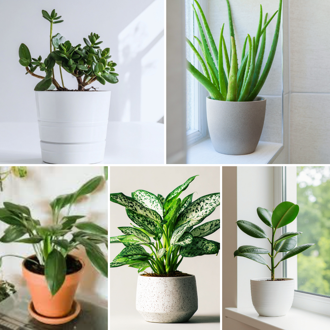 Top Indoor Plants That Thrive In Winter: Jade Plant - Aloe Vera - Cast Iron Plant - Chinese Evergreen - Rubber Plant