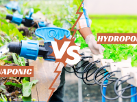 Aquaponics vs Hydroponics: Which Sustainable System Wins