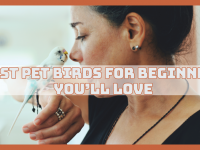 Best Pet Birds For Beginners You Will Love Best Pet Birds For Beginners You Will Love