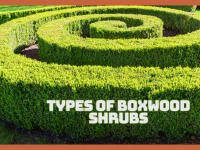 Best Types Of Boxwood Shrubs For Stunning Gardens