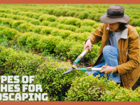 Best Types Of Bushes For Landscaping