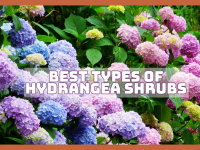 Best Types Of Hydrangea Shrubs To Grow Today