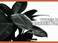 Best Types Of Rubber Plants That Are Easy To Grow
