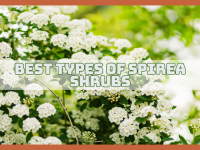 Best Types Of Spirea Shrubs For Easy Gardening
