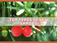 Best Types Of Yew Shrubs That Will Transform Your Garden