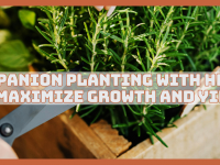 Companion Planting With Herbs To Maximize Growth And Yield