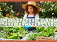 DWC Hydroponic Systems: Transform Your Garden