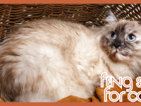 Feng Shui For Cats That Elevates Your Pet’s Comfort And Peace
