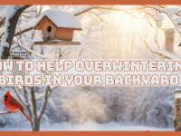 How To Help Overwintering Birds In Your Backyard