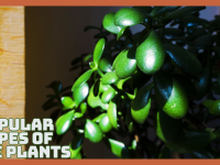 Popular Types Of Jade Plants You’ll Love Growing
