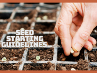Seed Starting Guidelines For Thriving Gardens