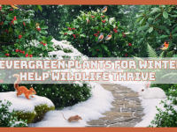 Top Evergreen Plants For Winter To Help Wildlife Thrive