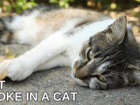 Understanding Heat Stroke In A Cat